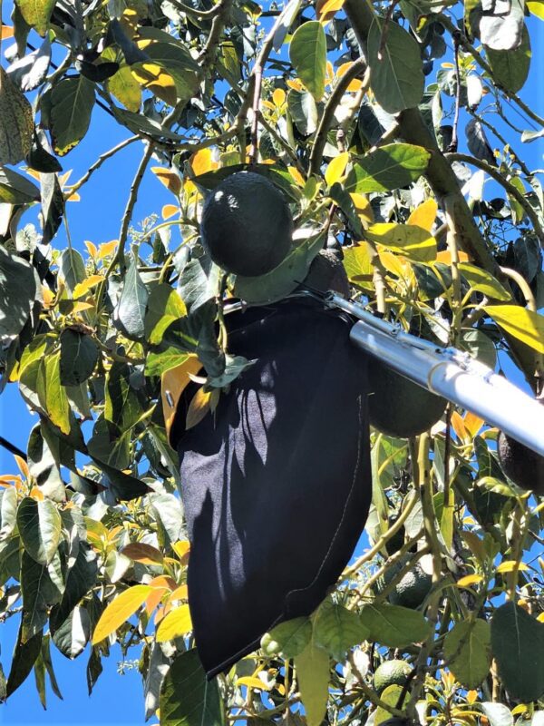 A black bag hanging from the side of a tree.