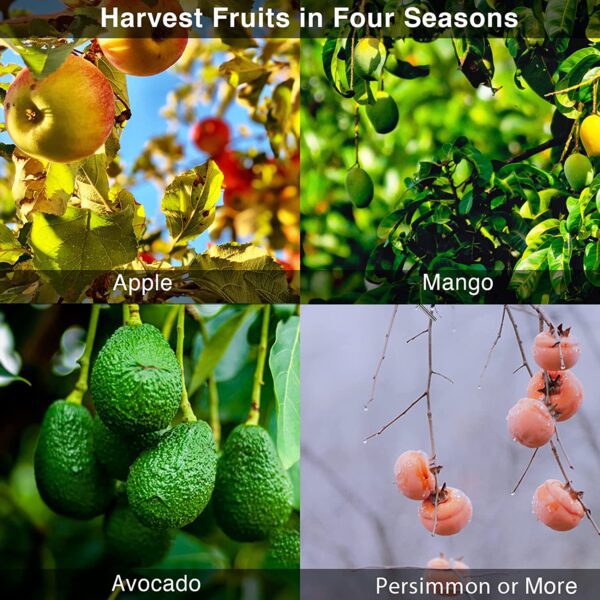 Four different pictures of fruits hanging on a tree.